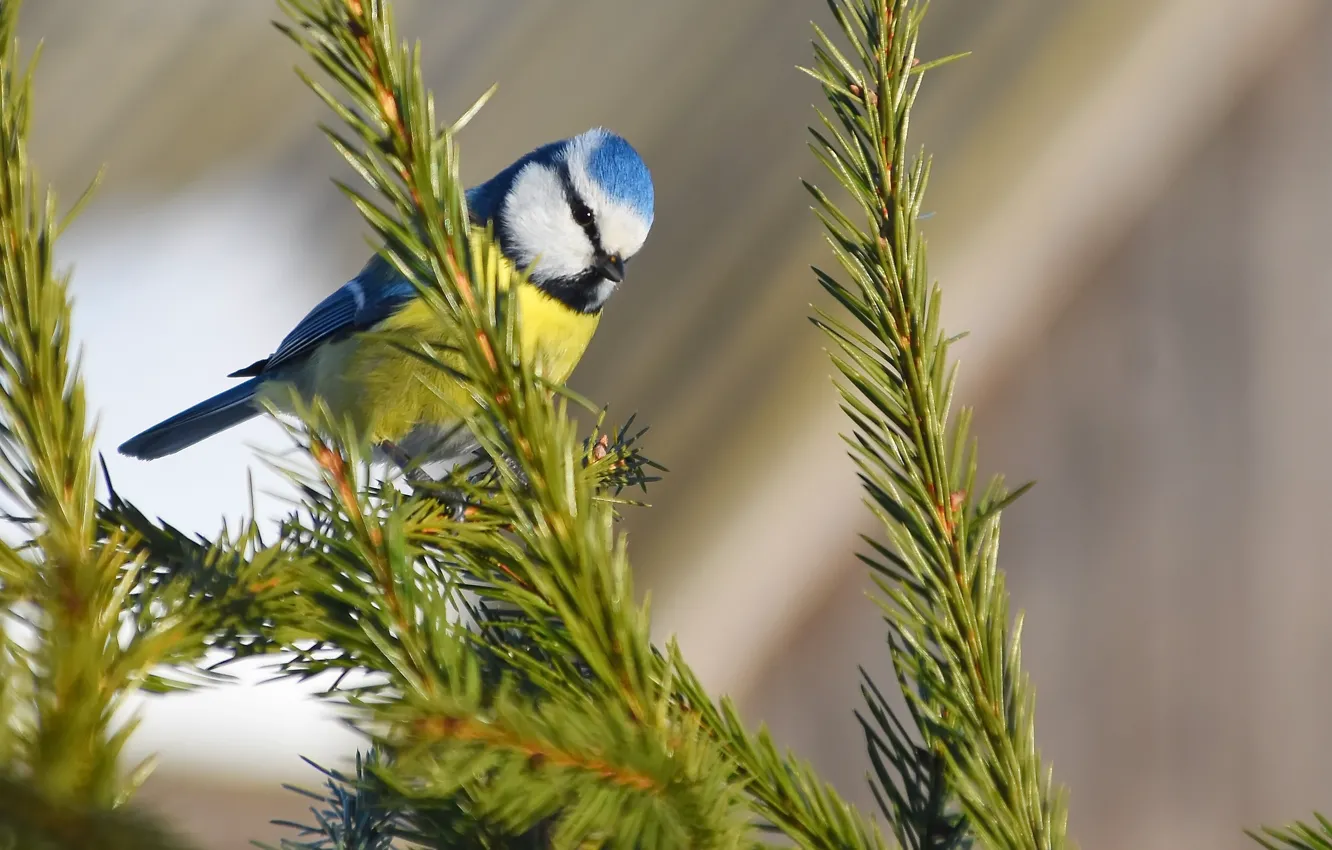 Photo wallpaper winter, nature, bird, blue tit