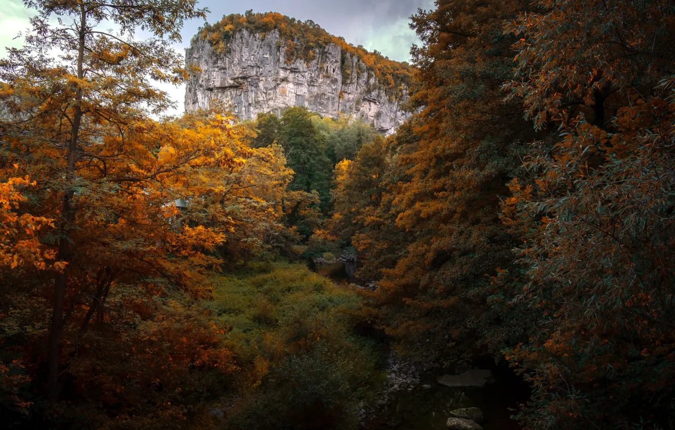 Photo wallpaper autumn, forest, trees, mountains, stream, rocks, thickets, branch