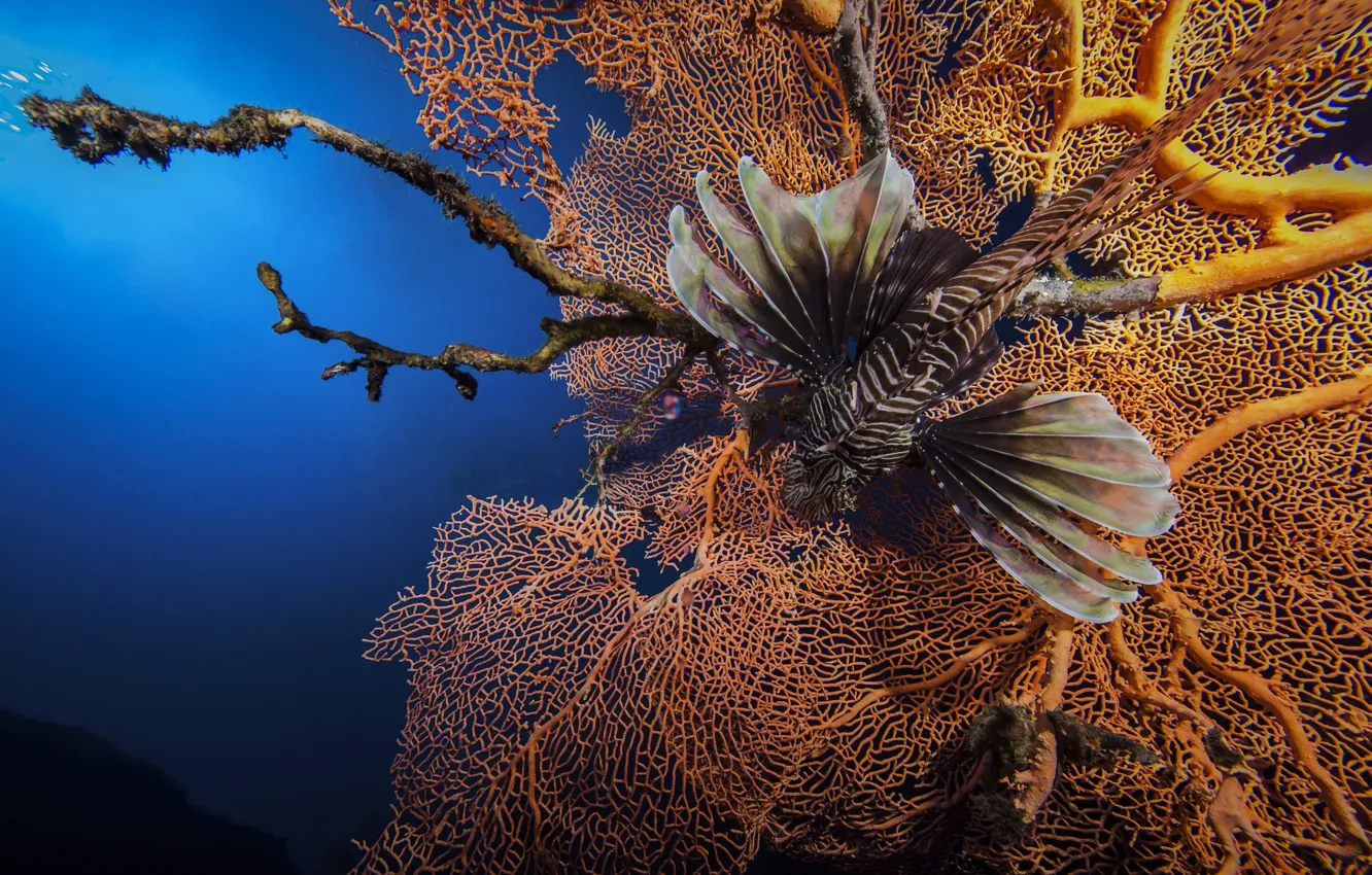 Photo wallpaper corals, Zebra fish, Lion fish, Lionfish, striped lionfish