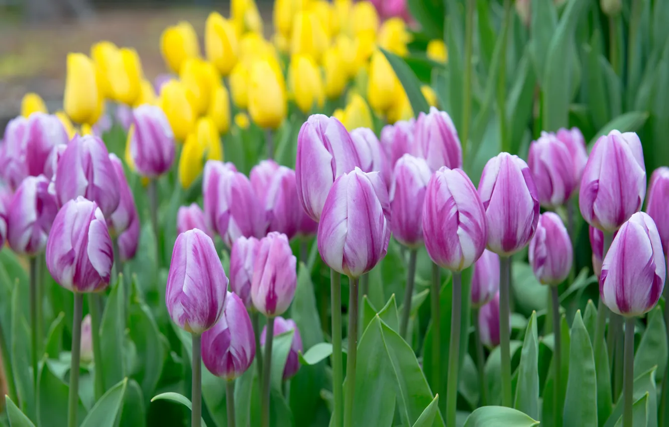 Photo wallpaper tulips, purple, buds