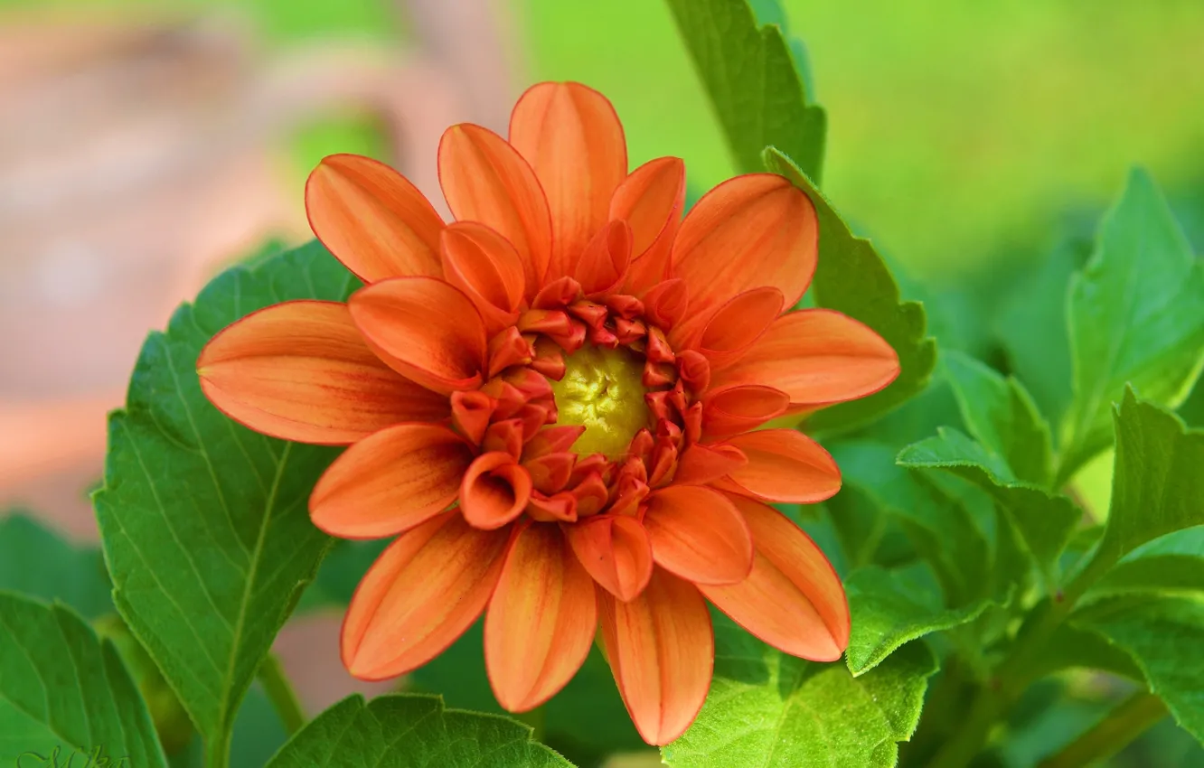 Photo wallpaper macro, flowers, Orange flower