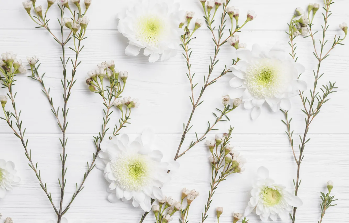 Photo wallpaper greens, flowers, background, chrysanthemum