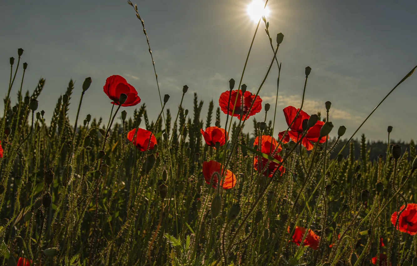 Photo wallpaper wheat, field, summer, the sky, the sun, clouds, rays, light