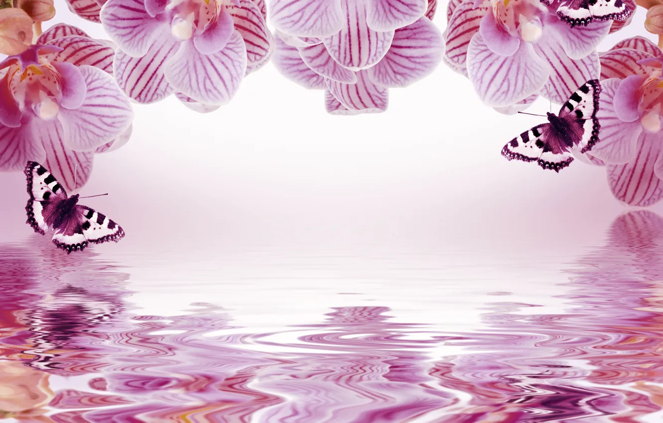 Photo wallpaper butterfly, flowers, reflection, background, frame, orchids