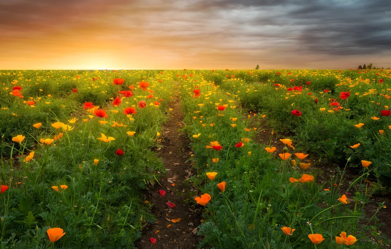 Photo wallpaper field, flowers, plantation, Escholzia