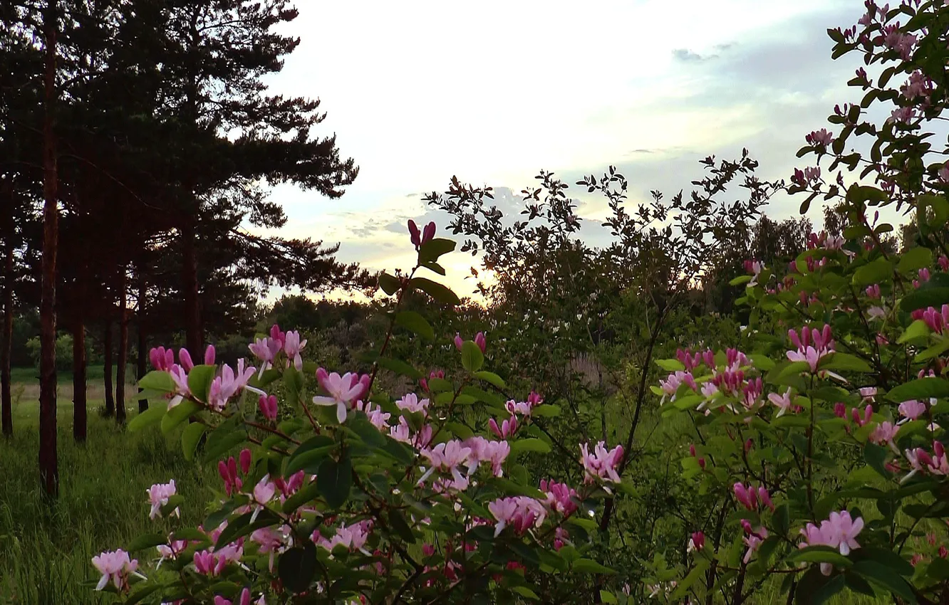 Photo wallpaper forest, flowers, Bush, The evening, dawn, barberry