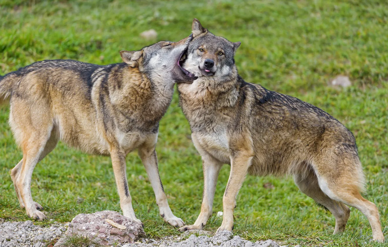 Photo wallpaper the game, wolf, predator, pair