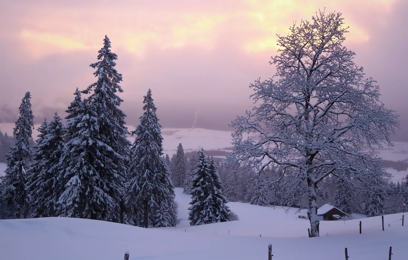 Photo wallpaper winter, frost, forest, the sky, clouds, snow, trees, fog
