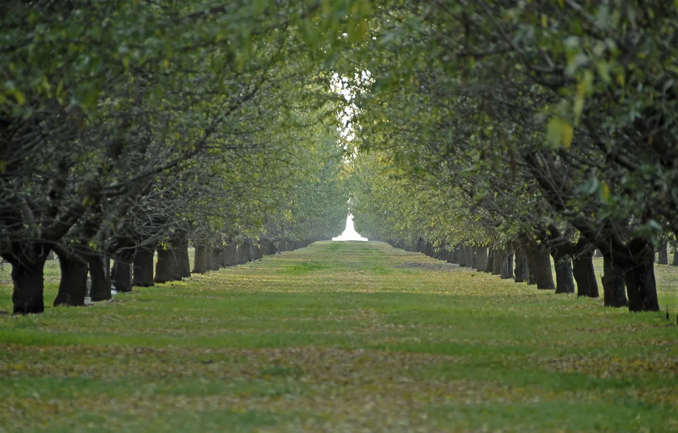 Photo wallpaper road, grass, leaves, trees, nature, green, branch, alley