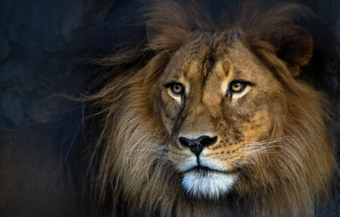 Photo wallpaper background, Leo, beast