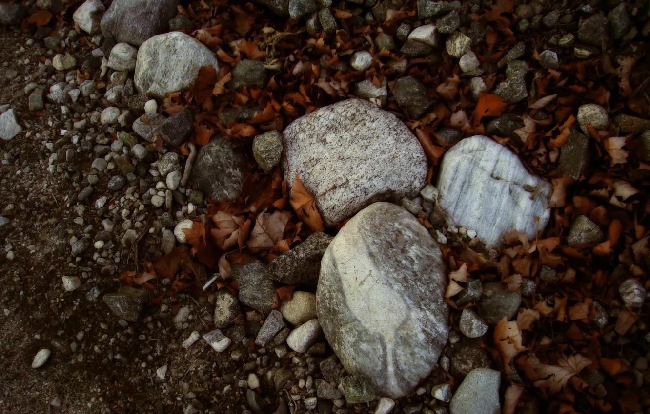 Photo wallpaper leaves, macro, nature, stones, photo, the Wallpapers