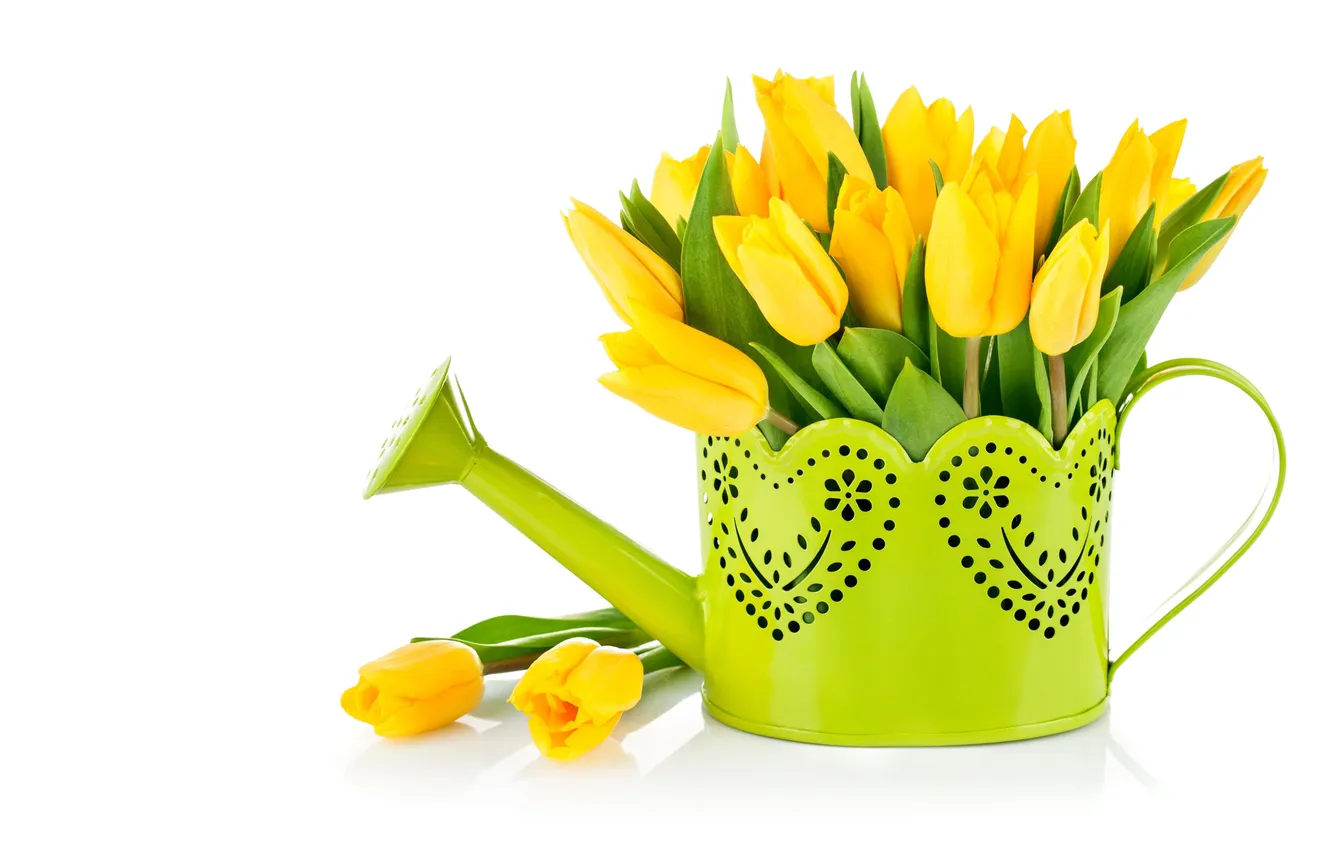 Photo wallpaper yellow, tulips, lake, white background