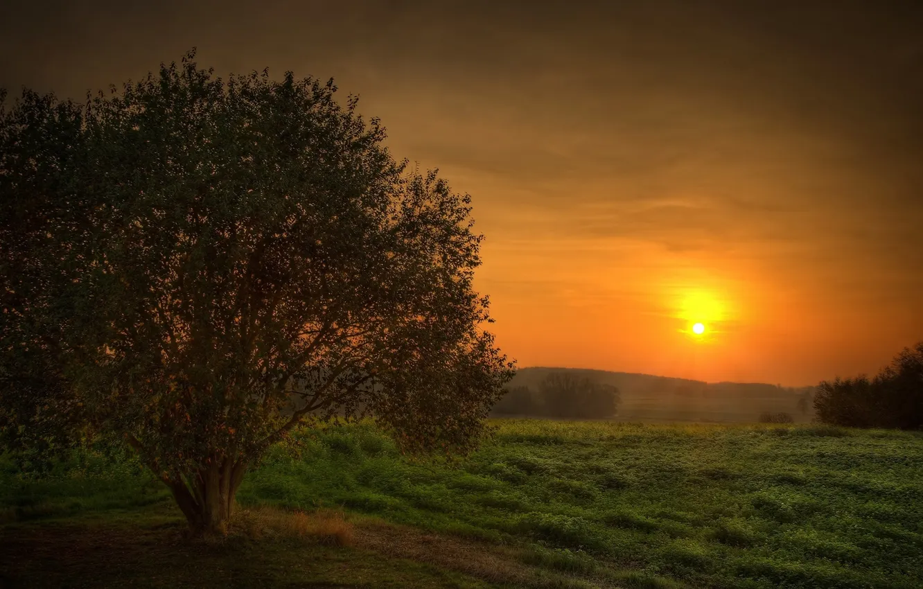 Photo wallpaper field, sunset, nature, the evening