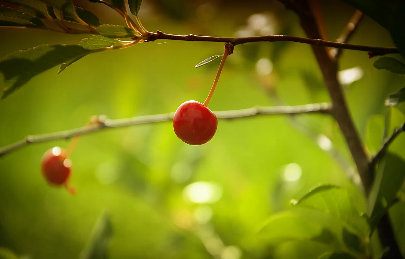 Photo wallpaper macro, branches, cherry