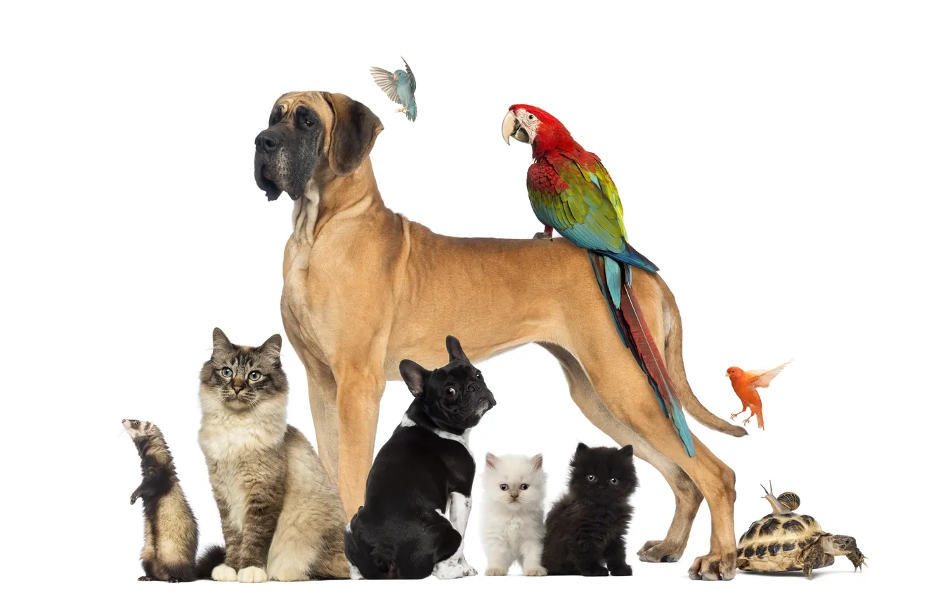 Photo wallpaper dogs, cat, birds, animals, turtle, snail, parrot, kittens