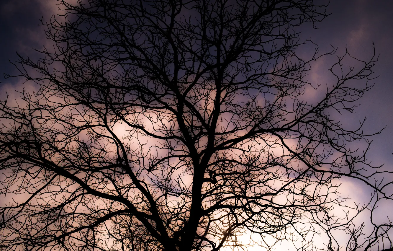 Photo wallpaper Clouds, Sky, Winter, Tree, Sunset, Shadow, Branches, Dusk