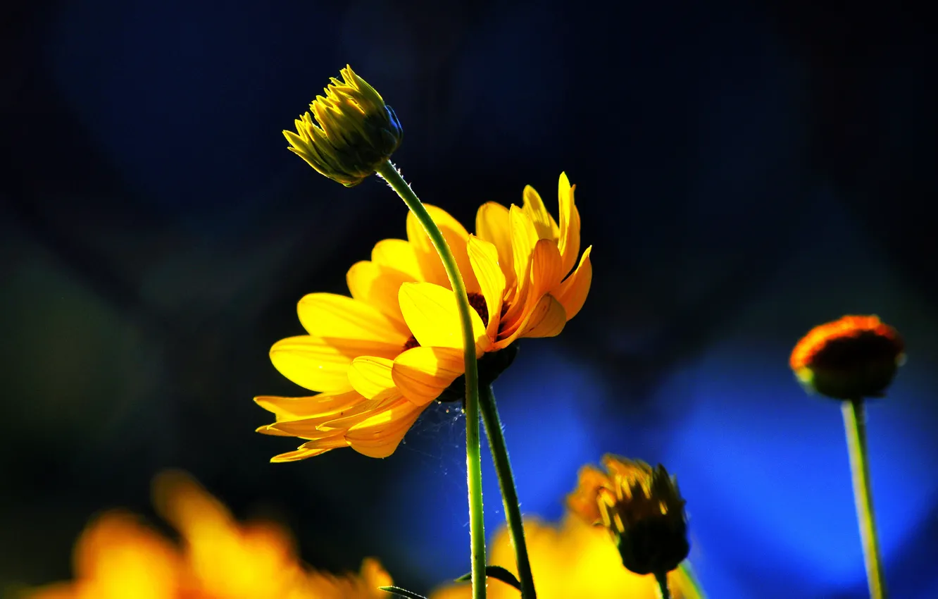 Photo wallpaper flowers, blue, background, yellow, buds