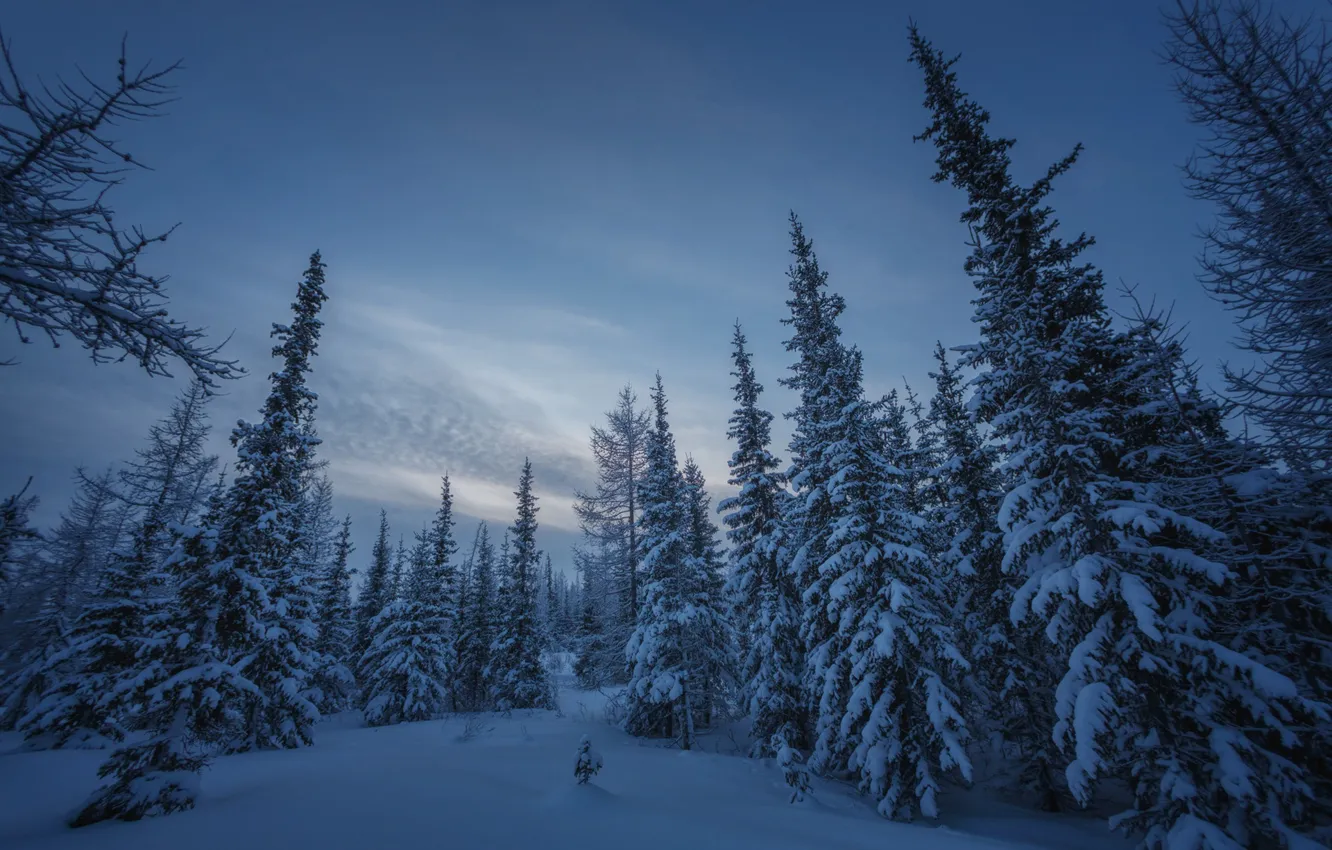 Photo wallpaper winter, forest, snow, ate, Russia, Yamal