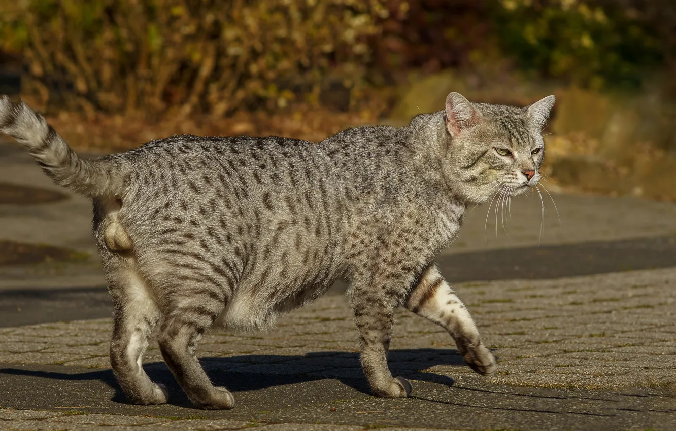 Photo wallpaper cat, look, pose, grey, walk, the sidewalk, striped, Tomcat