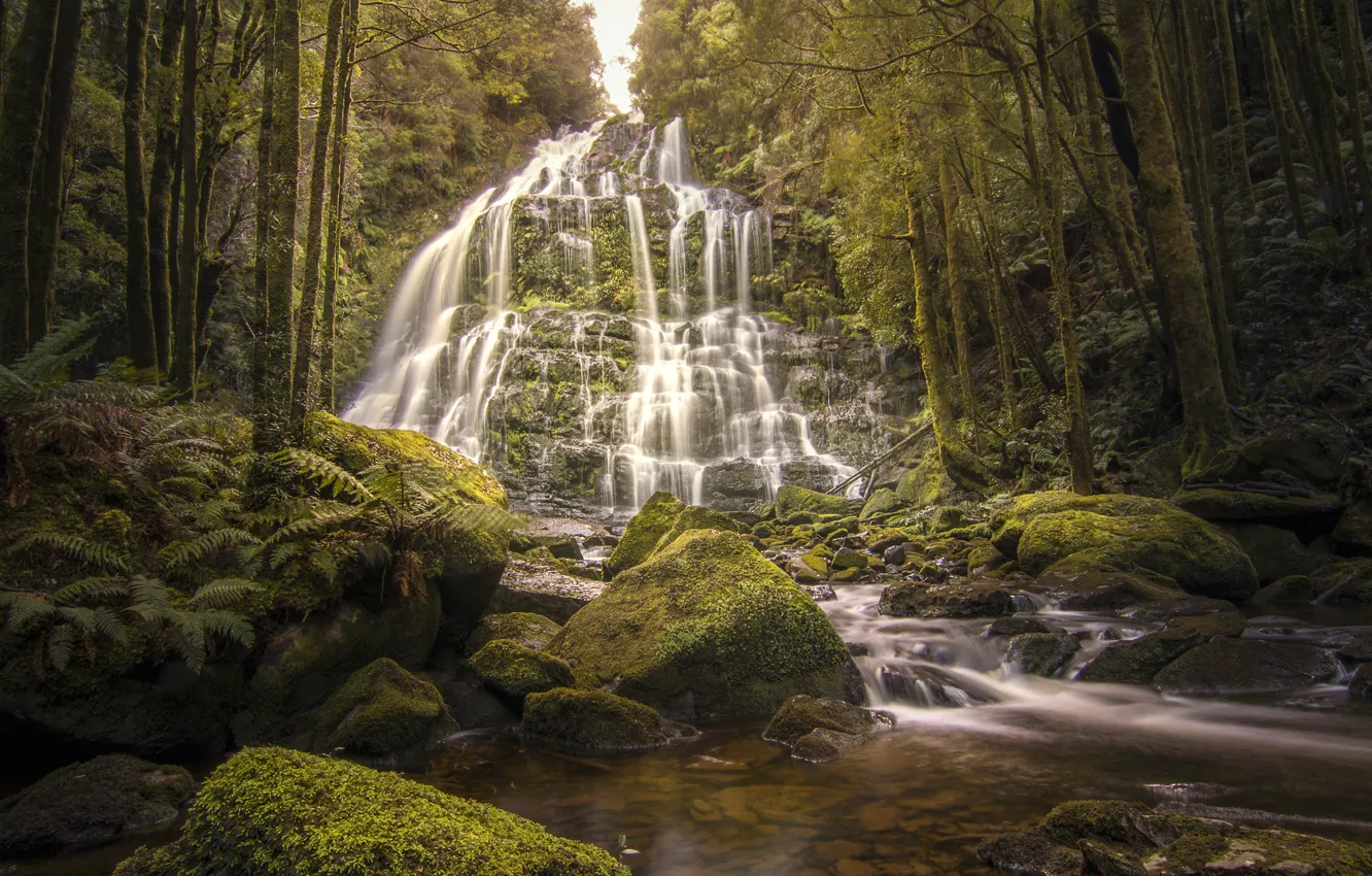 Photo wallpaper greens, forest, trees, stream, stones, waterfall, moss