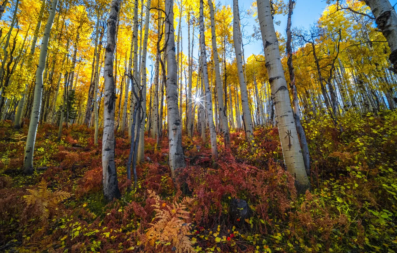 Photo wallpaper nature, trees, foliage, the colors of autumn, autumn, forest