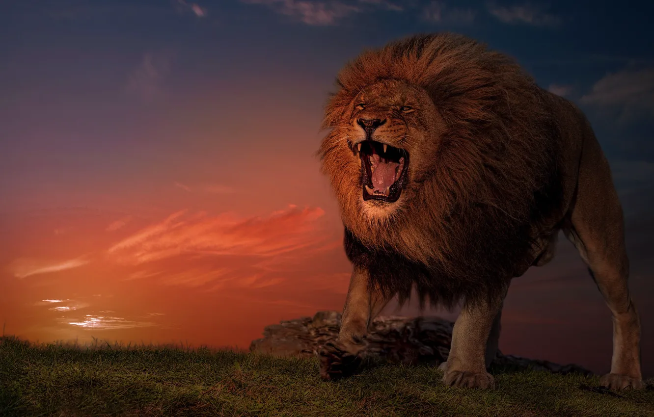Photo wallpaper sunset, Leo, the king of beasts, wild cat, aggressive