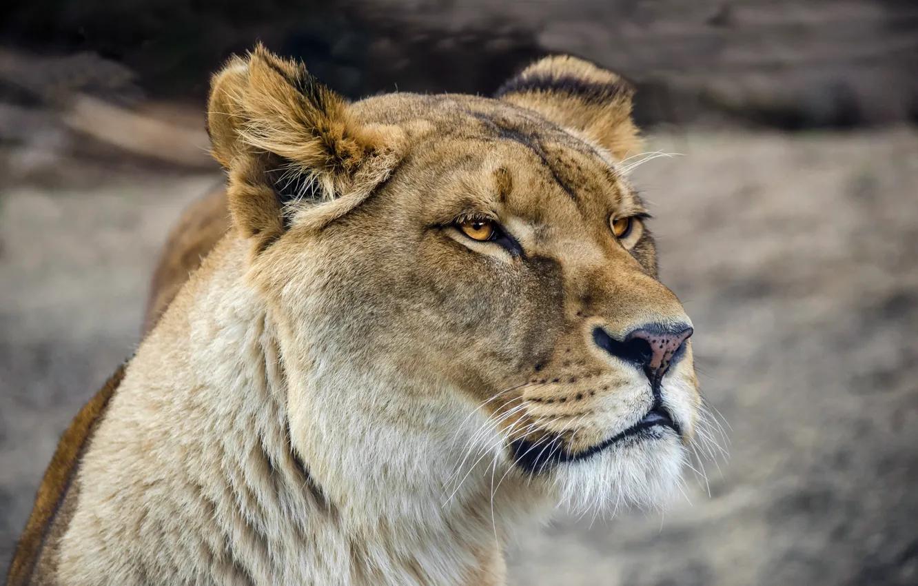 Photo wallpaper cat, look, face, close-up, background, portrait, wild cats, lioness