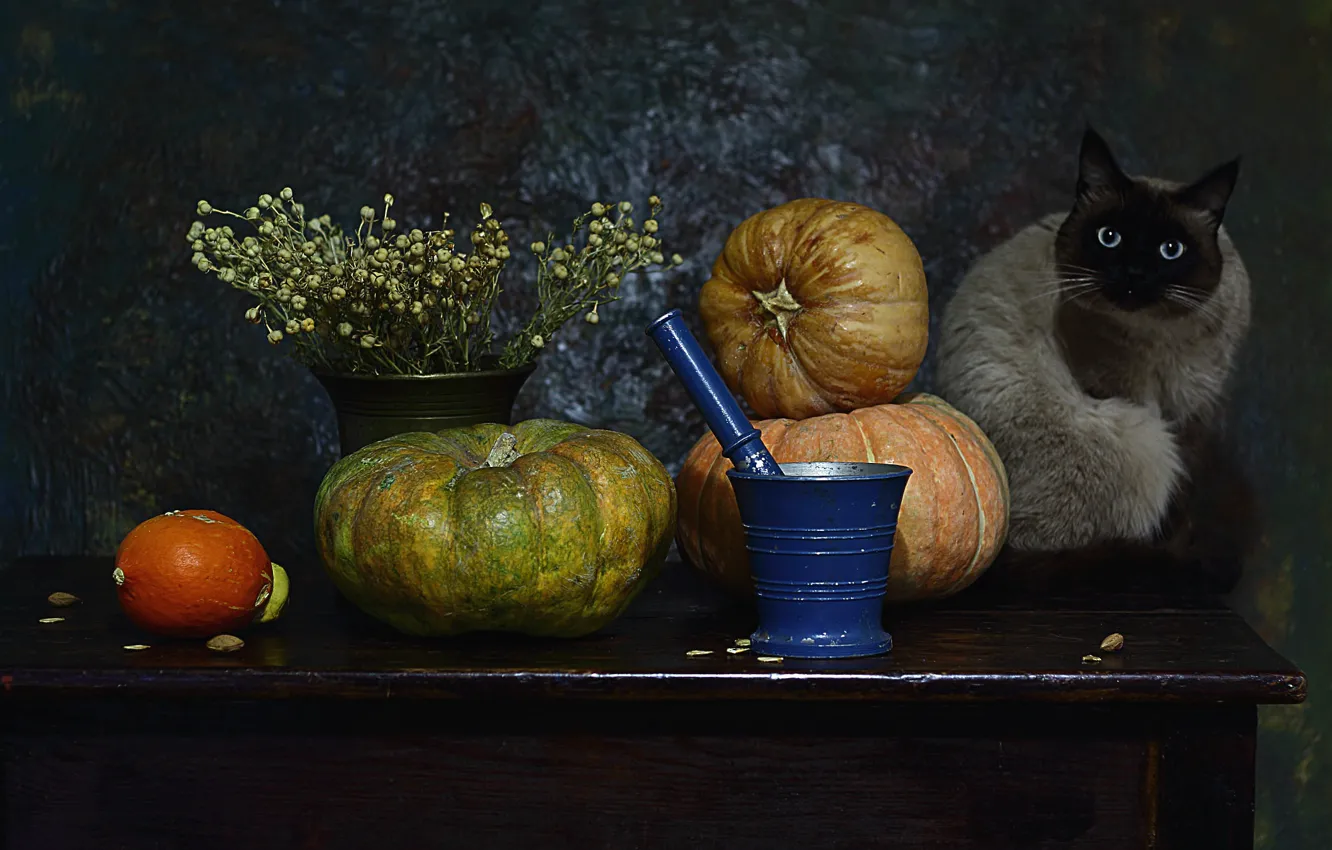 Photo wallpaper cat, cat, look, face, table, bouquet, pumpkin, still life