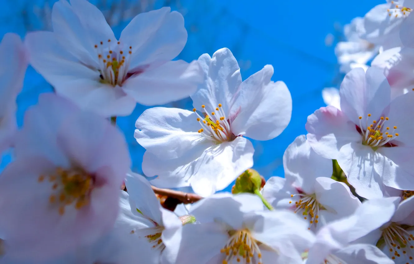 Photo wallpaper the sky, macro, spring, petals, garden