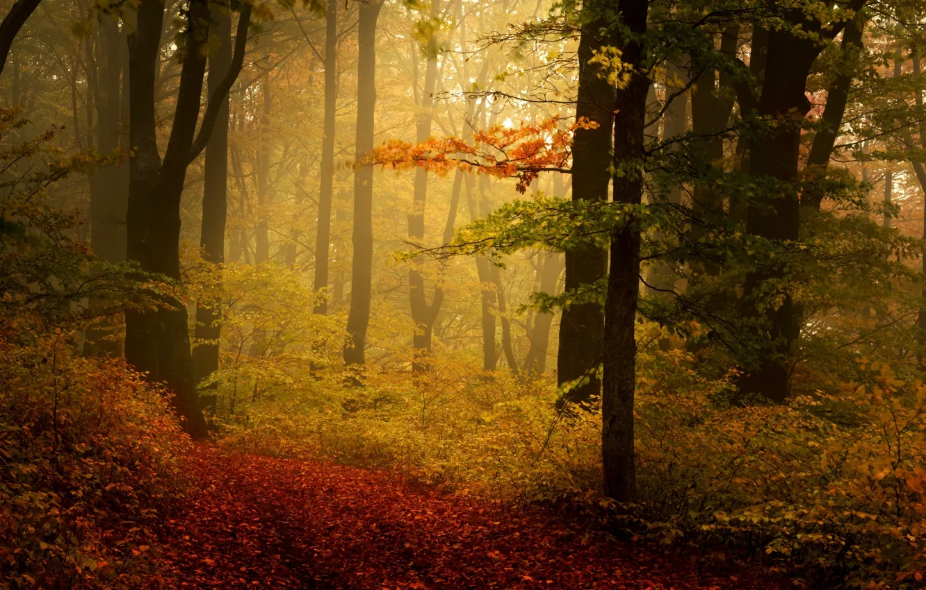 Photo wallpaper autumn, trees, fog, Park, foliage