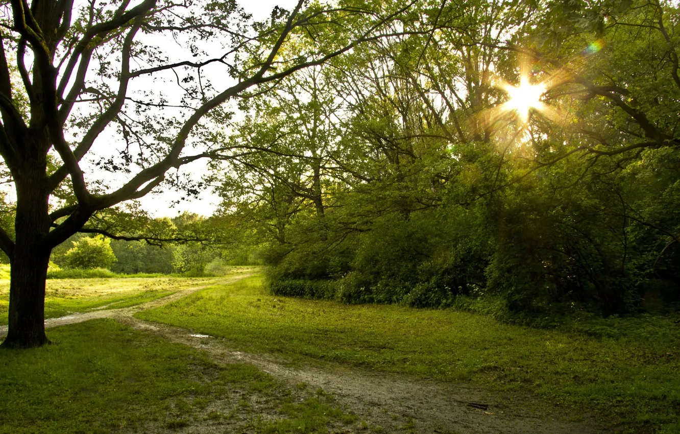 Photo wallpaper forest, summer, nature, trail