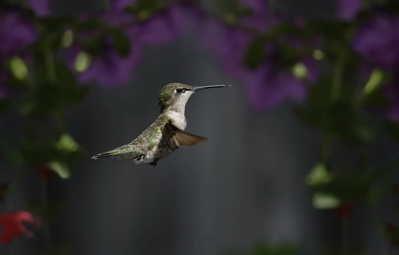 Photo wallpaper flowers, bird, focus, Hummingbird
