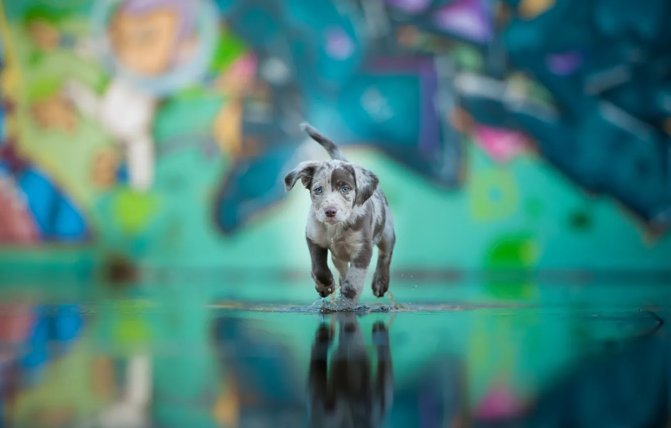 Photo wallpaper water, each, dog, puppy, color