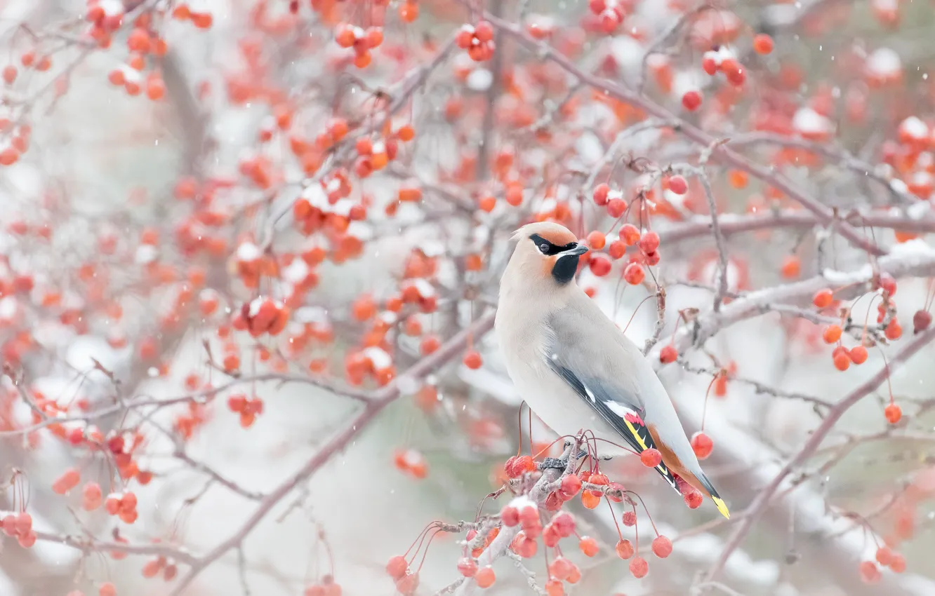 Photo wallpaper winter, snow, branches, berries, bird, the Waxwing