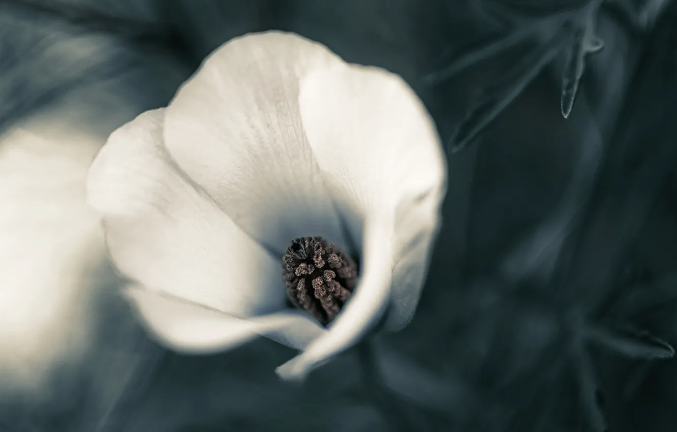Photo wallpaper petals, nature, flowers
