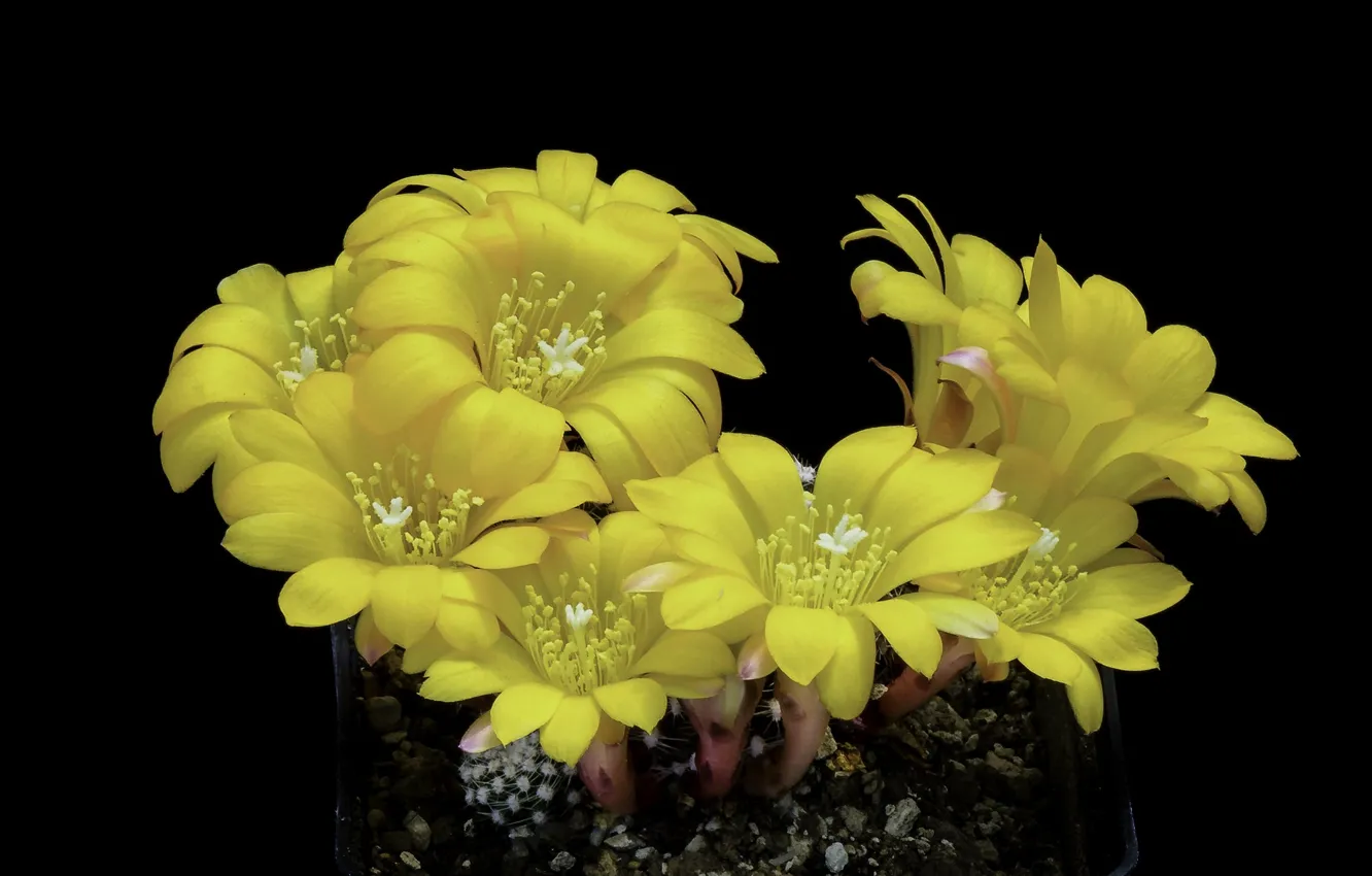 Photo wallpaper flowers, cactus, black background, yellow flowers