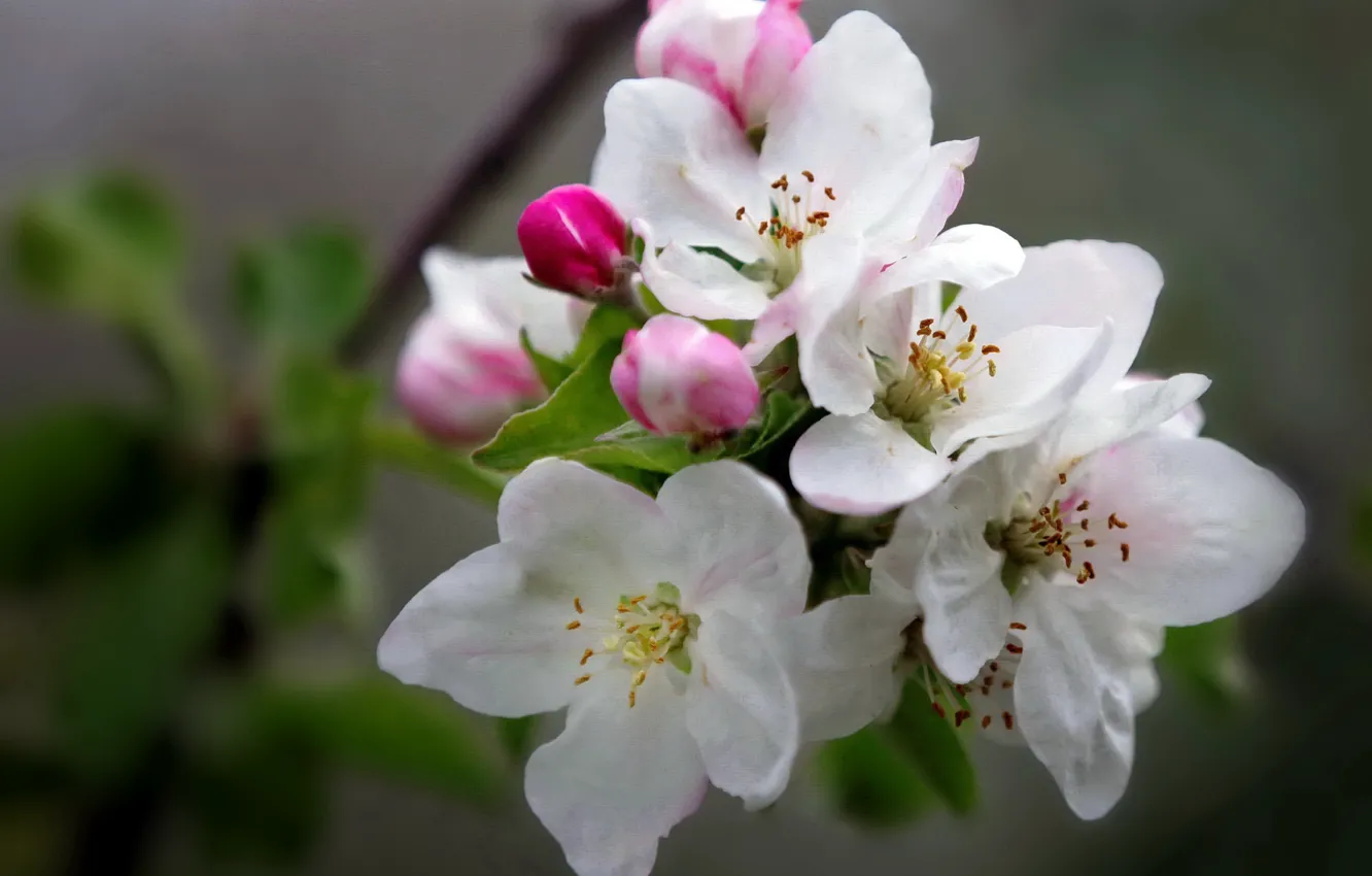 Photo wallpaper branches, blur, Apple, flowering