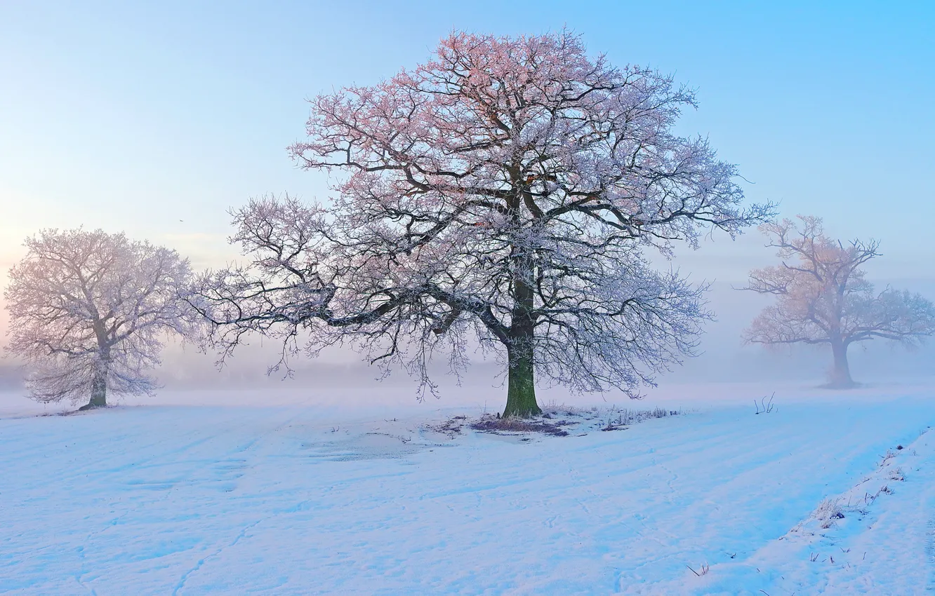 Photo wallpaper winter, frost, snow, trees, fog, morning, frost