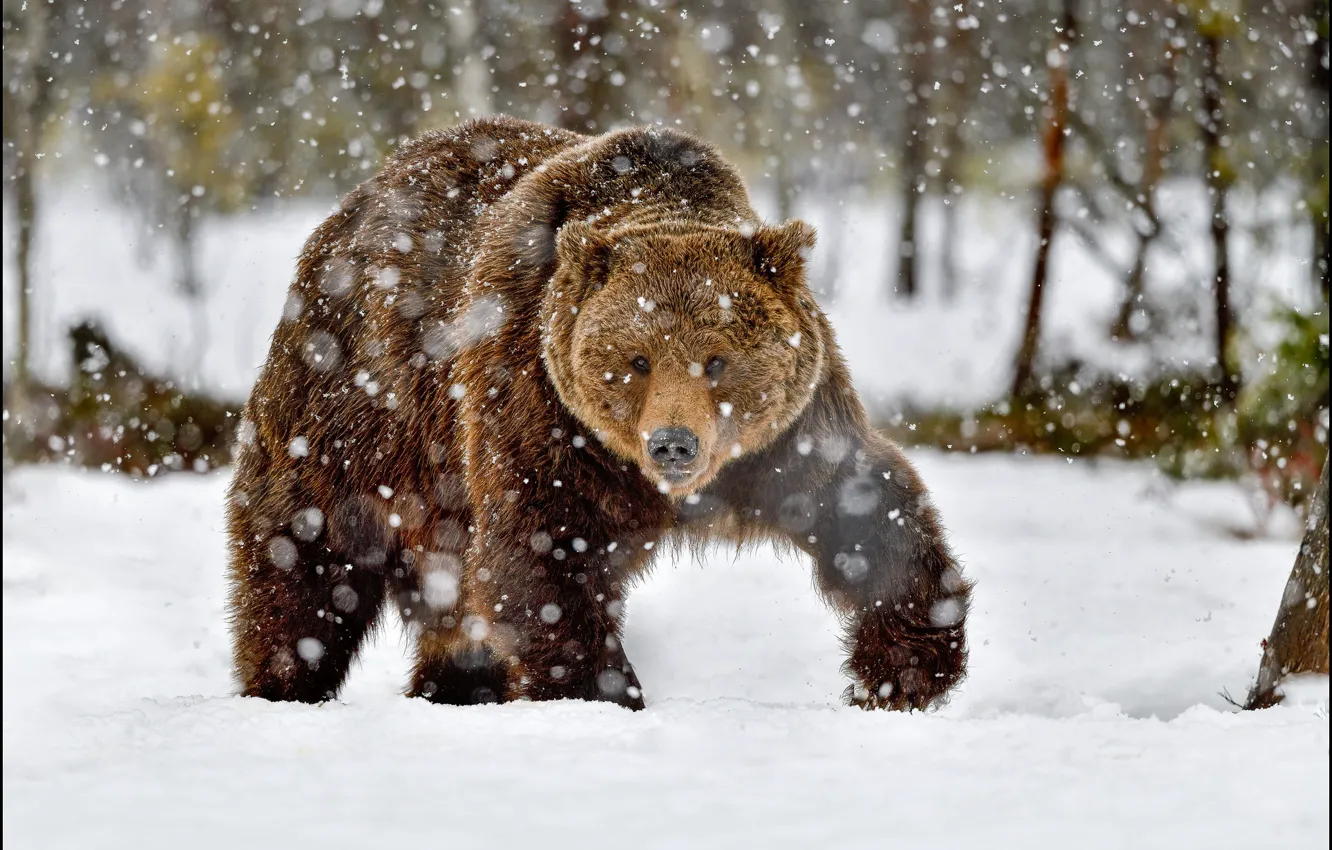 Photo wallpaper winter, snow, nature, bear, snowfall