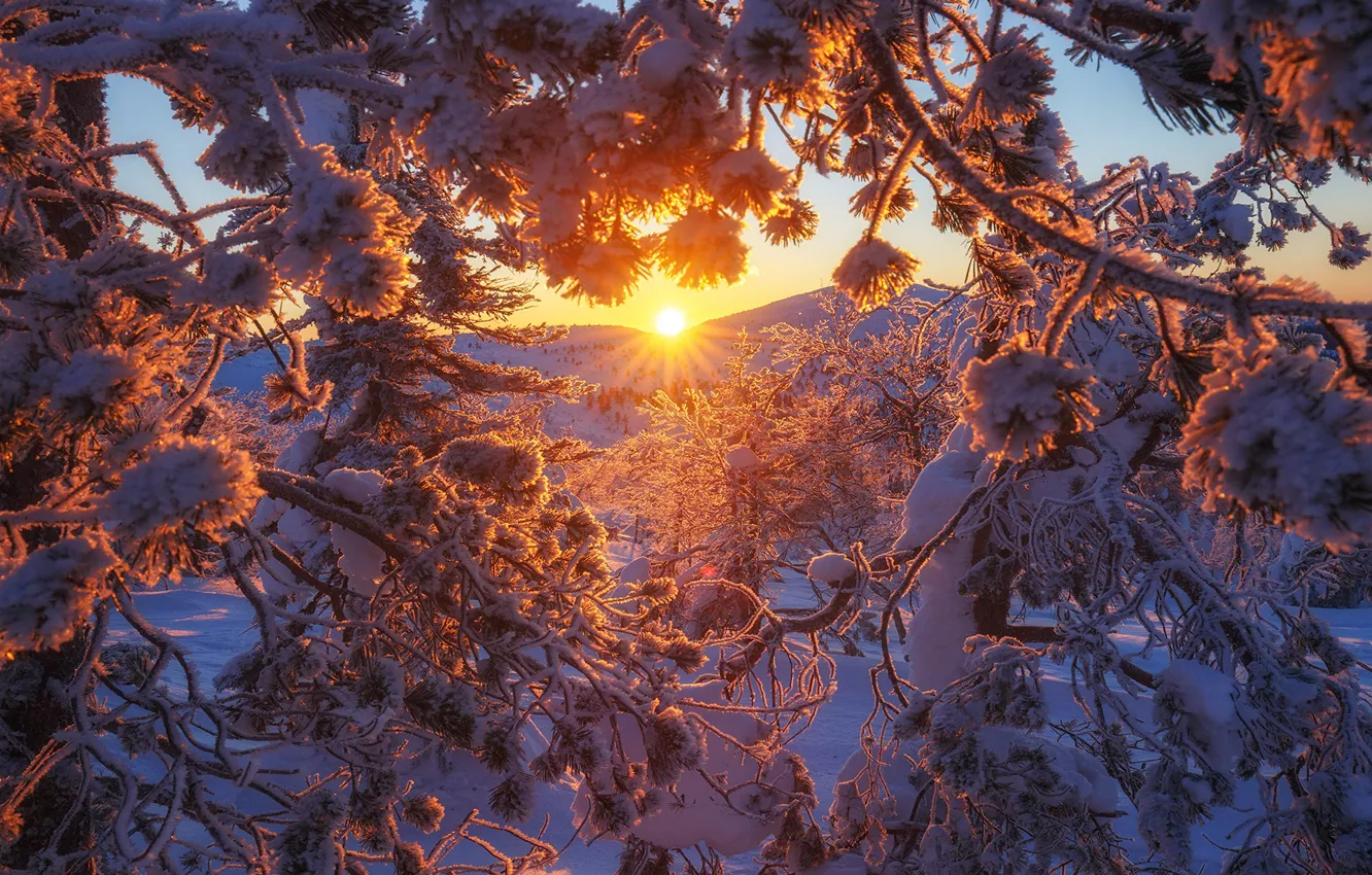 Photo wallpaper winter, snow, trees, sunset, branches, Finland, Andrey Bazanov
