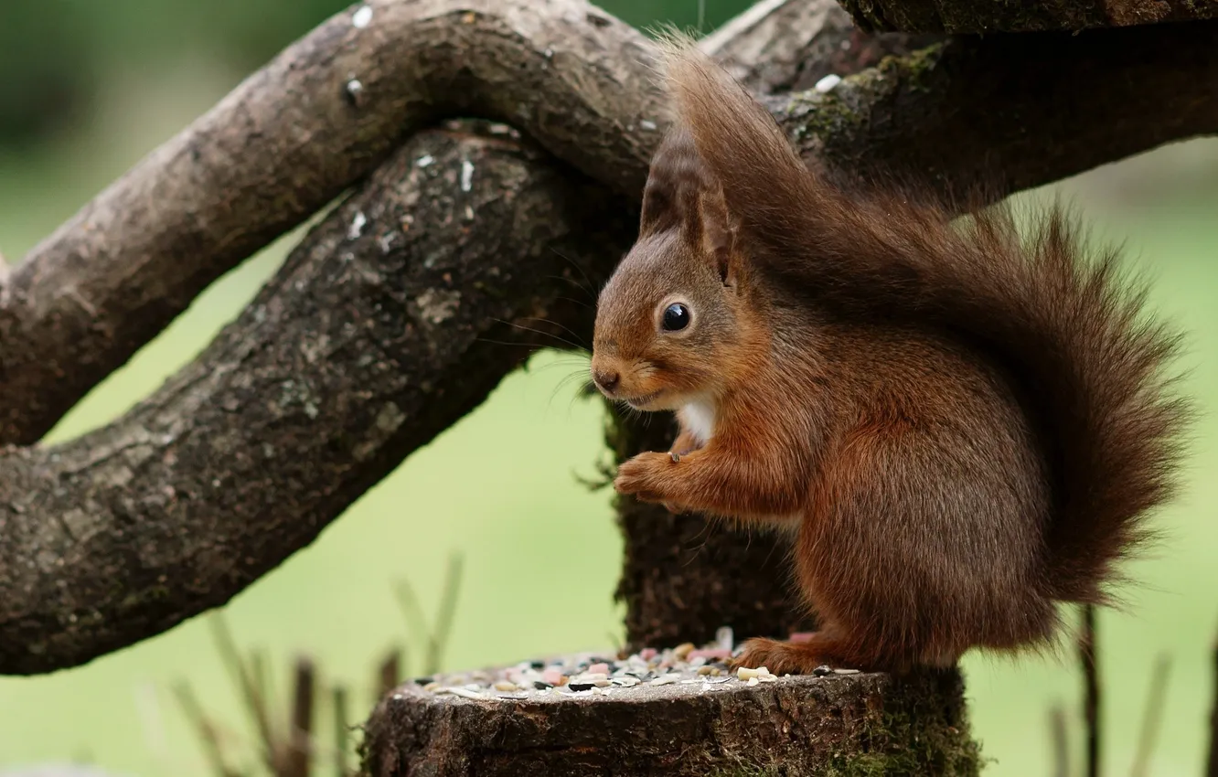 Photo wallpaper protein, tail, animal