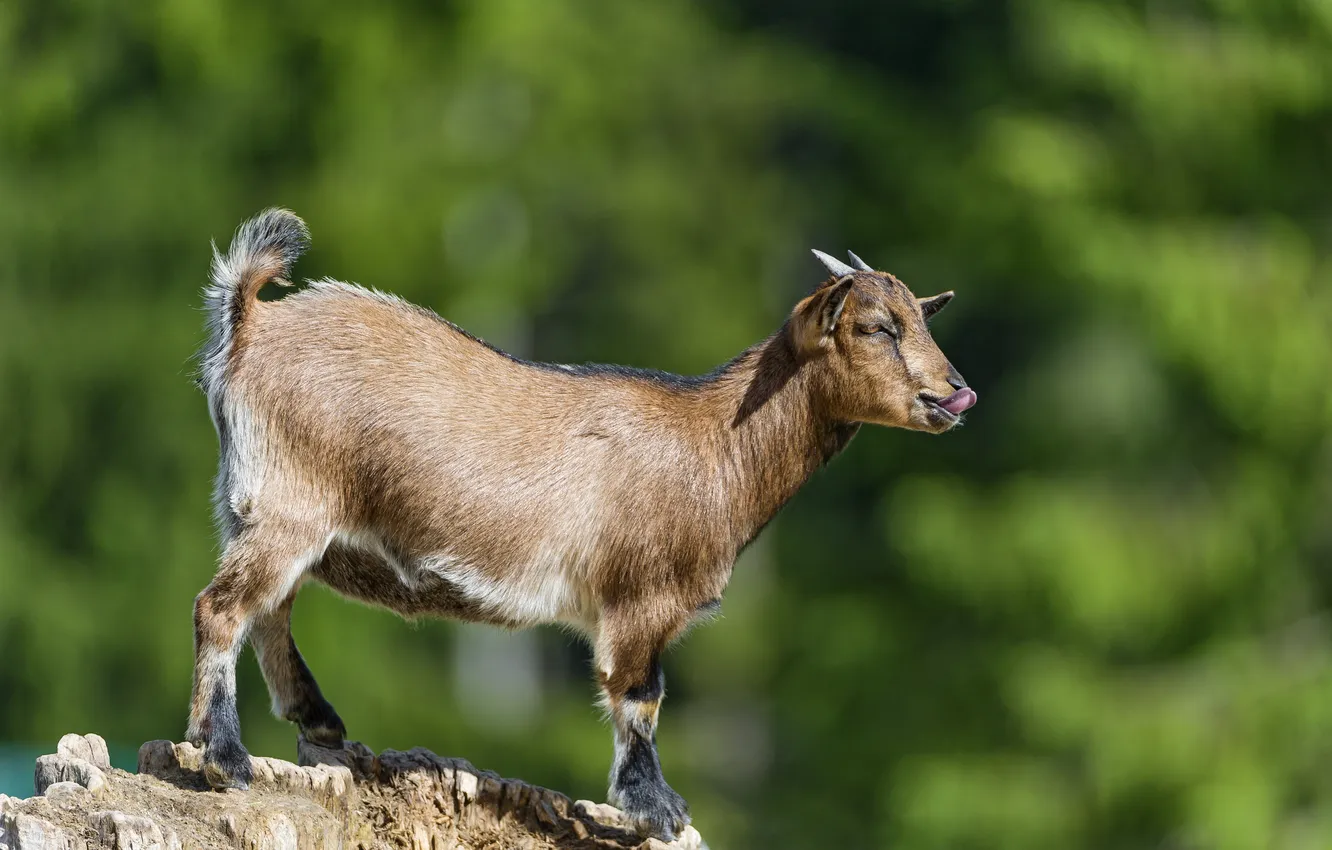 Photo wallpaper language, profile, goat, ©Tambako The Jaguar