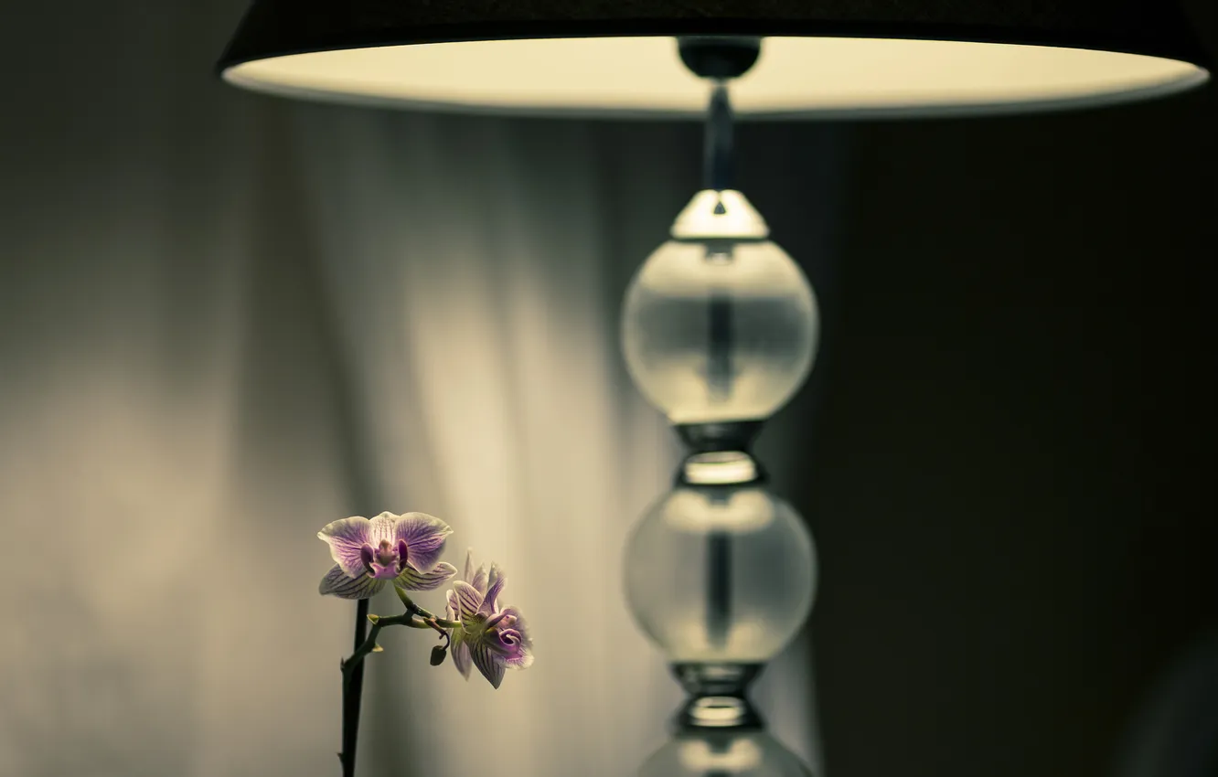 Photo wallpaper light, flowers, lamp, shadow, lamp, Orchid