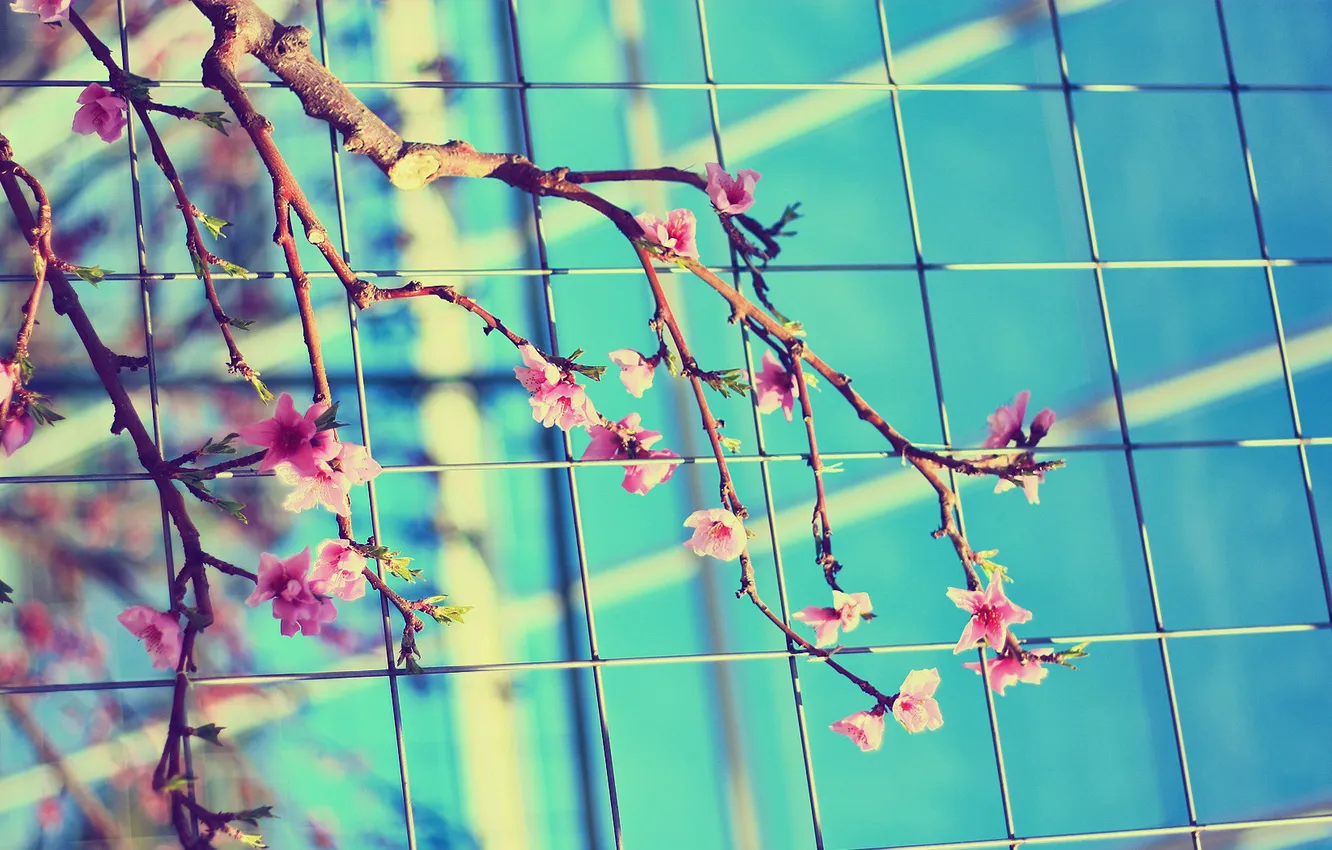 Photo wallpaper leaves, flowers, branches, nature, photo, bright, plant, color