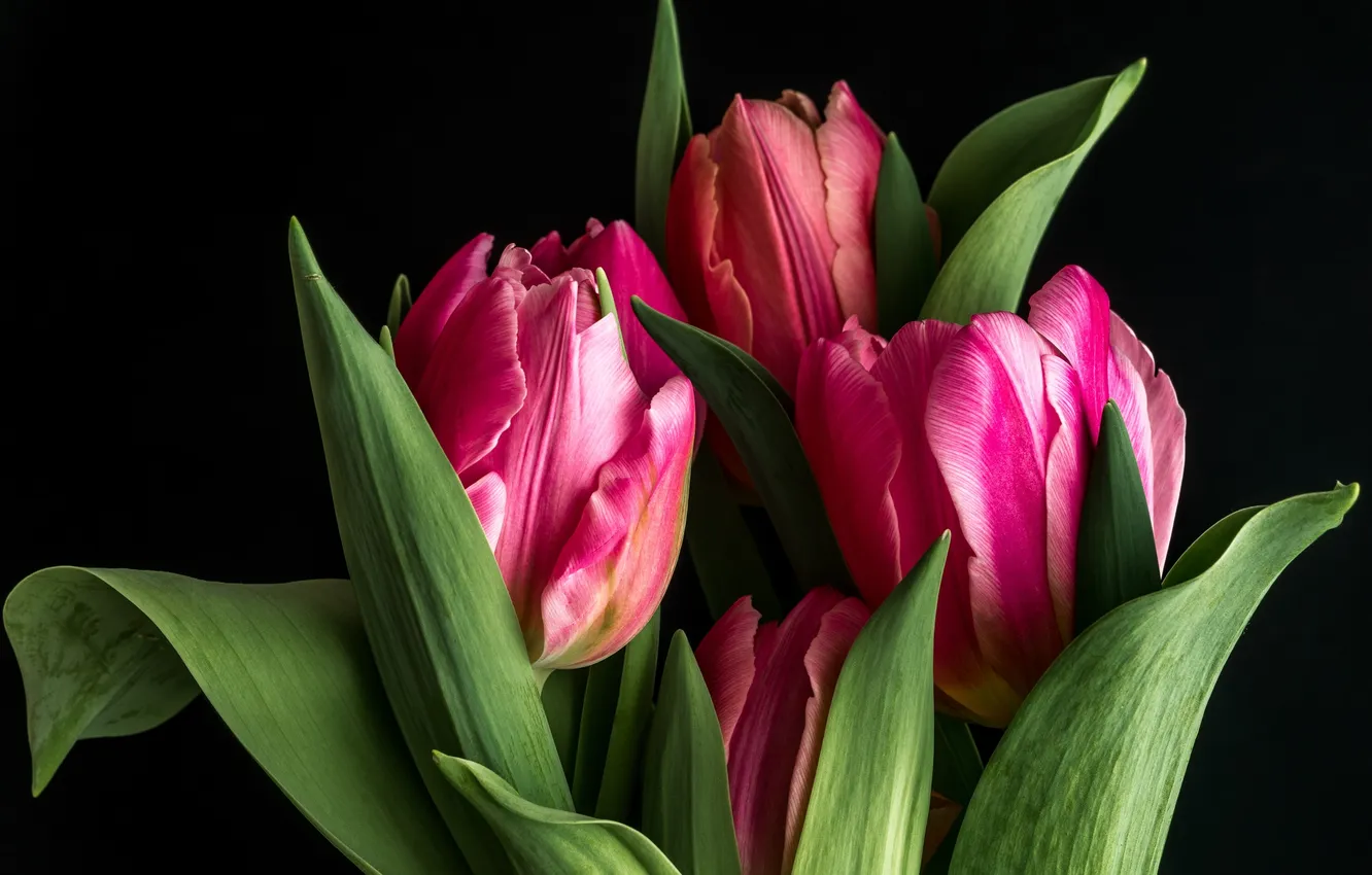 Photo wallpaper tulips, buds, black background