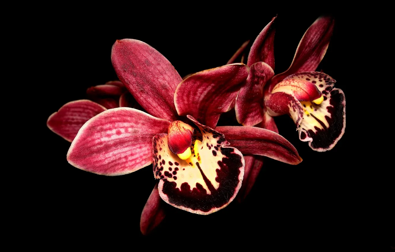 Photo wallpaper macro, flowers, black background, Orchid