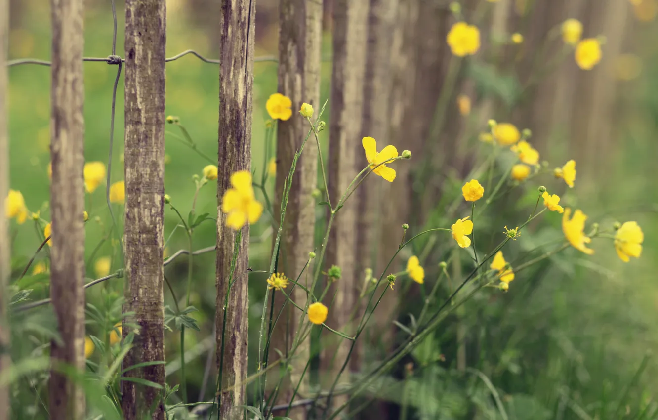 Photo wallpaper macro, flowers, yellow, nature, the fence, plant, fence