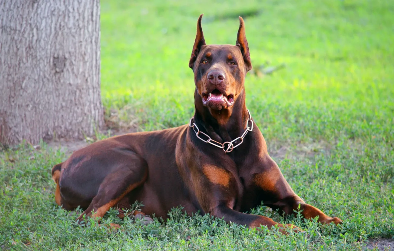 Photo wallpaper look, collar, weed, brown, doberman