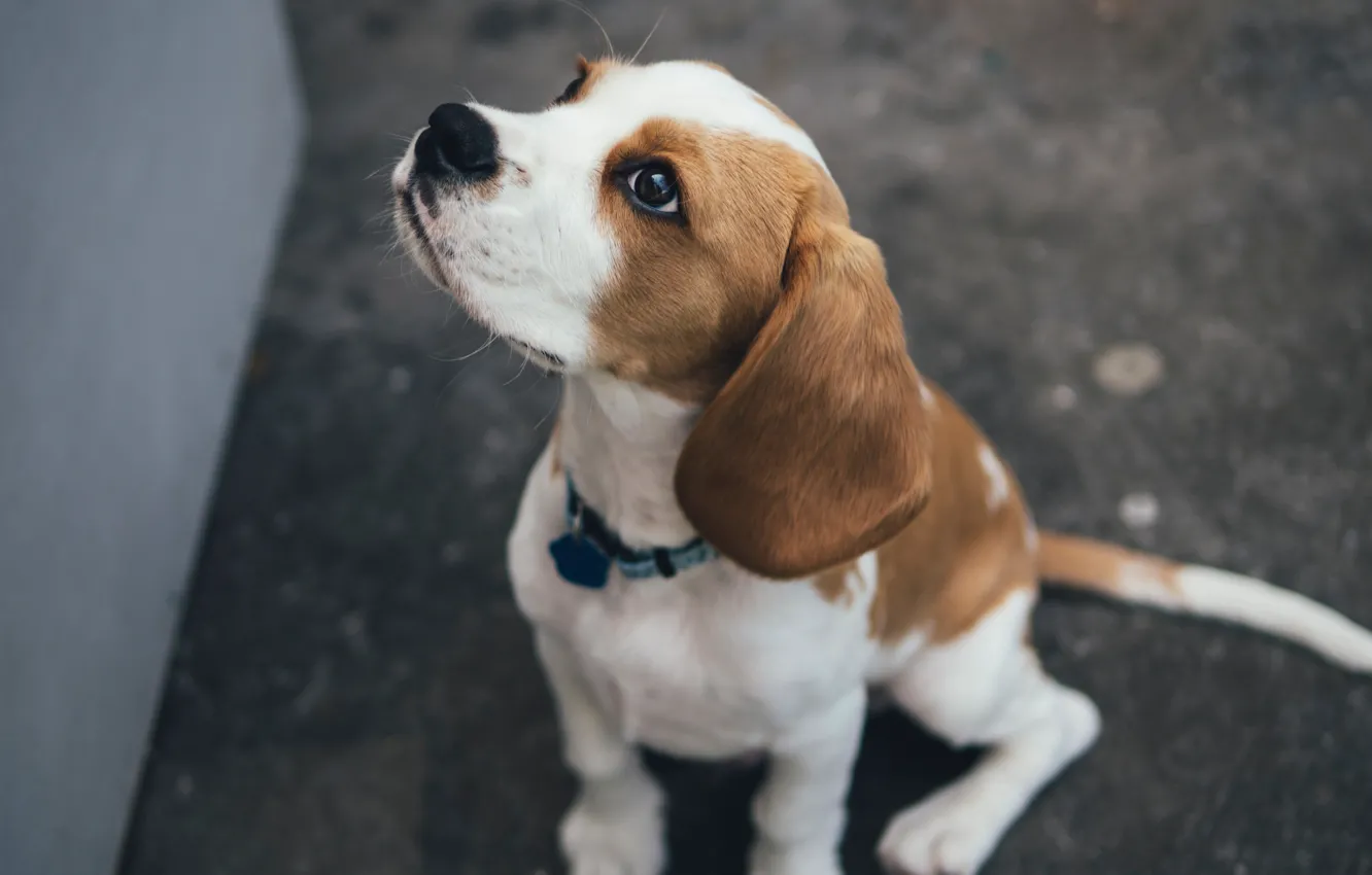 Photo wallpaper dog, sitting, beagle