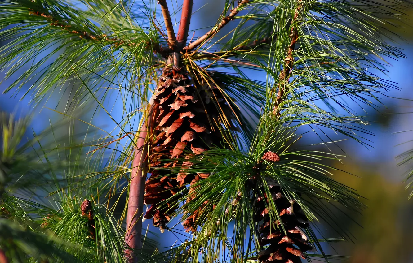 Photo wallpaper needles, spruce, bumps